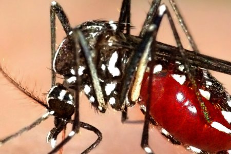 Chikungunya Mosquito Virus Getting More Attention in the US Chikungunya