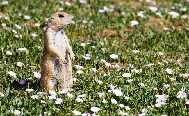 Pneumonic Plague Colorado