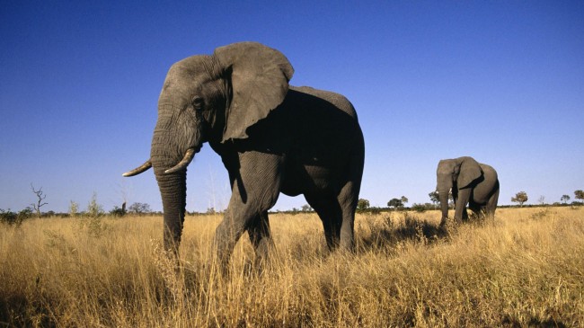 Elephants 