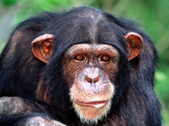 Chimpanzees Develop Fascination With Fashion Chimpanzees