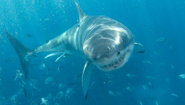 Great White Sharks