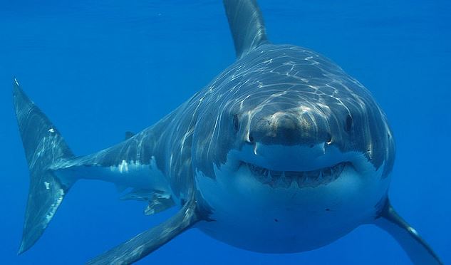 Great White Sharks From Terror of the Seas to Beloved Creatures
