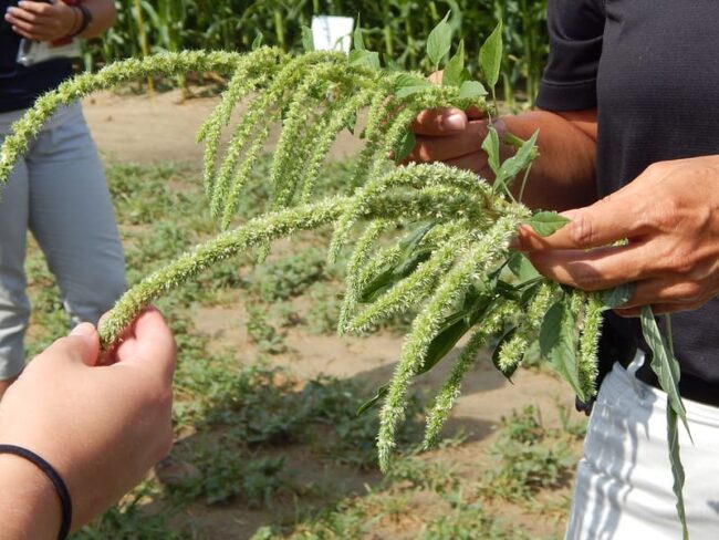 Super Weed Has a Super Bright Future 1 super weed