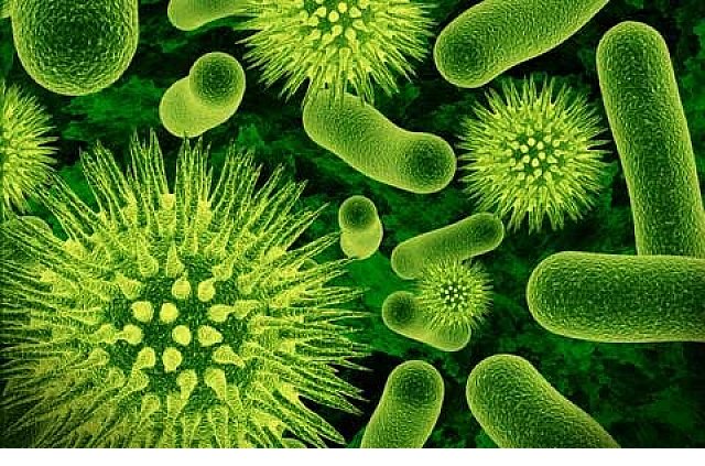 Scientists Have Found Virus in Gut Believed to Exist in Over 50 Percent of World Population