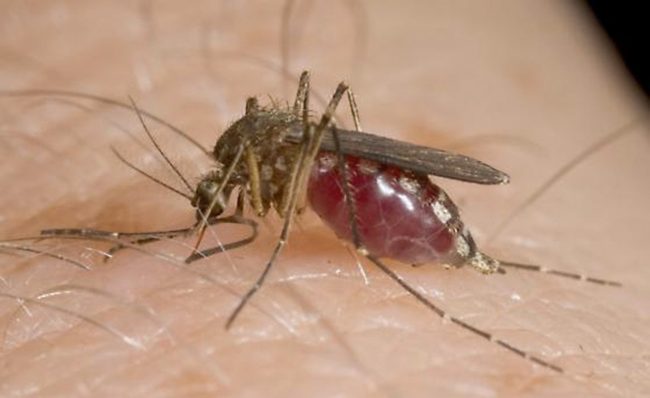 West Nile Virus