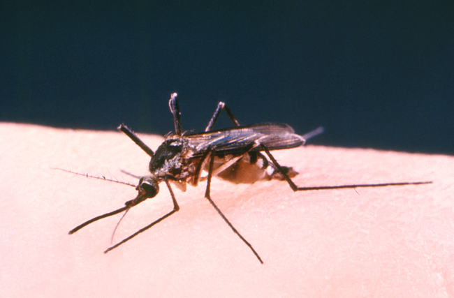 West Nile Virus