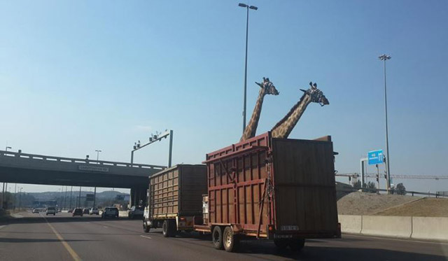 Young Giraffe Dies After Hitting Its Head on Bridge