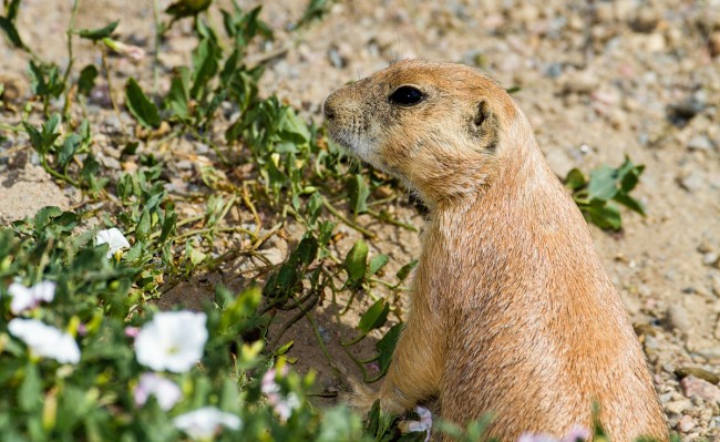 Pneumonic Plague Colorado