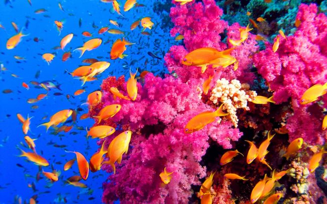 Caribbean Coral Reef Is Vanishing Caribbean