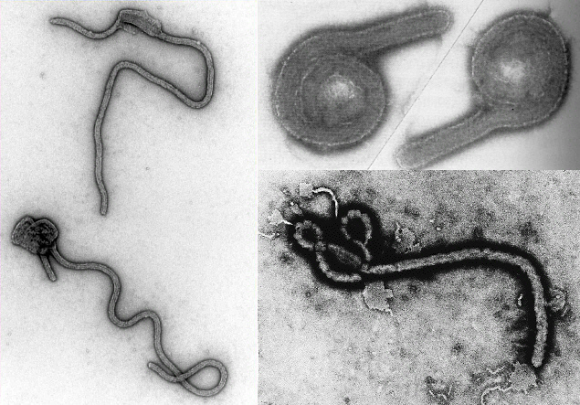 ebola
