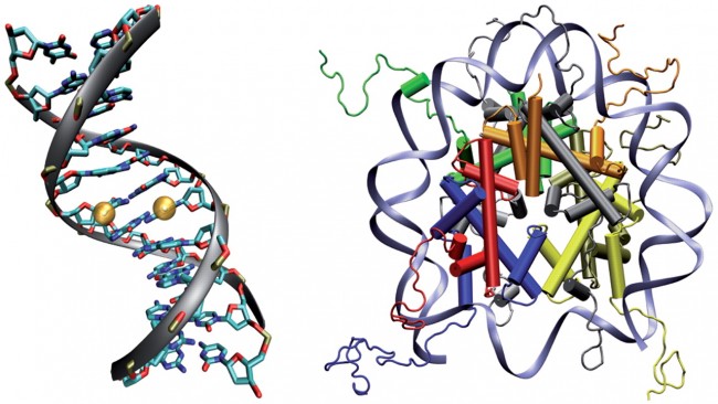 malnutrition during pregnancy