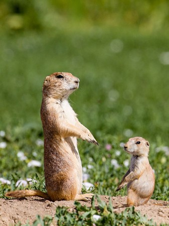 prairie dog