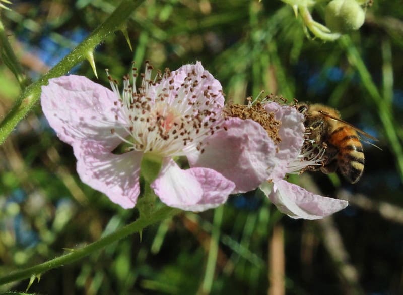 bees