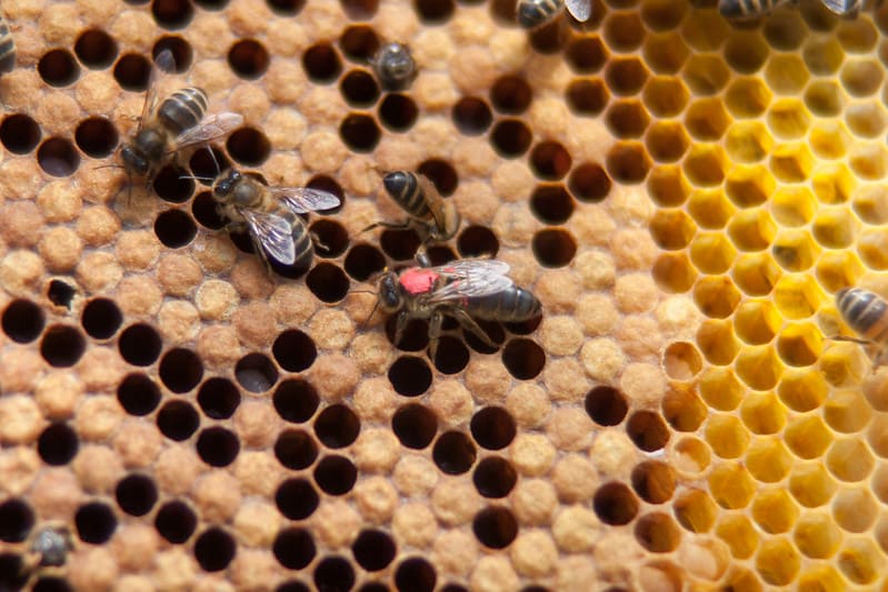 bees