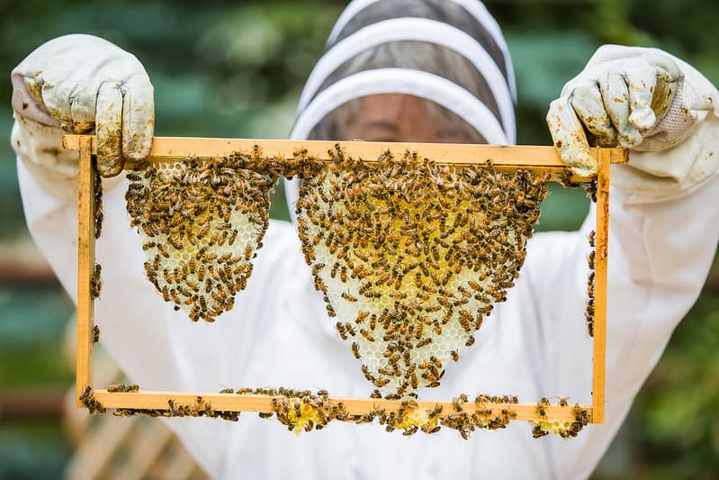 bees