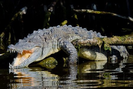 Two People Attacked by Crocodile in Florida Canal