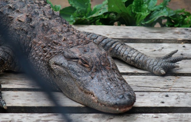 Wildlife: Florida Goes for Gators Wildlife