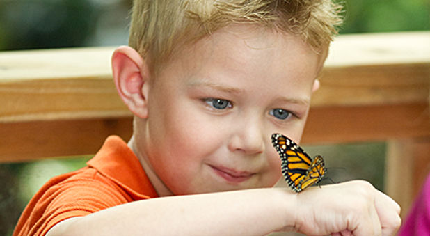 Must See Video Rentals Divergent Heaven is for real transcendence the other woman