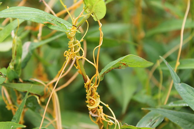 Vampire Plant 'Sweet Talks' to Victims While Sucking Out Vital Fluids