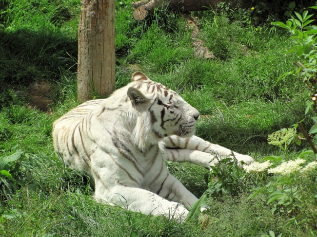 Boy Mauled to Death by White Tiger at Delhi Zoo 1 white tiger