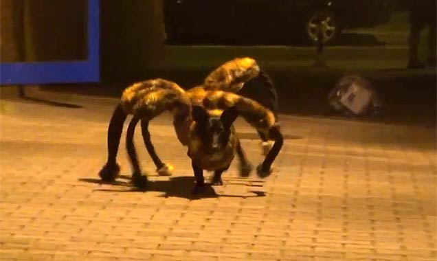 Spider Dog