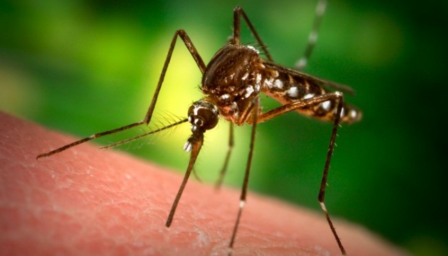 California Drought Boosts West Nile Threat West Nile