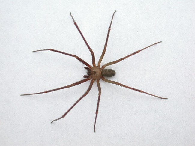 Venomous Spiders Force Family out of House Venomous spiders