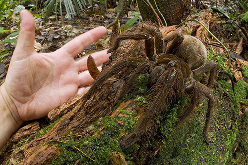 World's Largest Spider Is the Size of a Puppy (Video)
