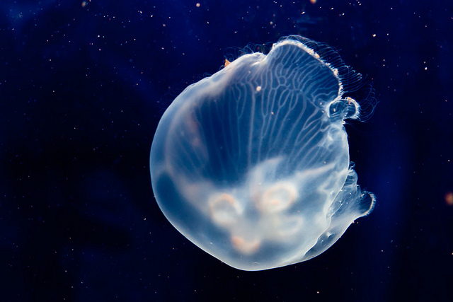 Ecosystems Transform as Lakes Fill With Jellies Ecosystems Transform as Lakes Fill With Jellies