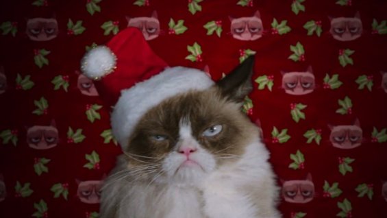 grumpy cat