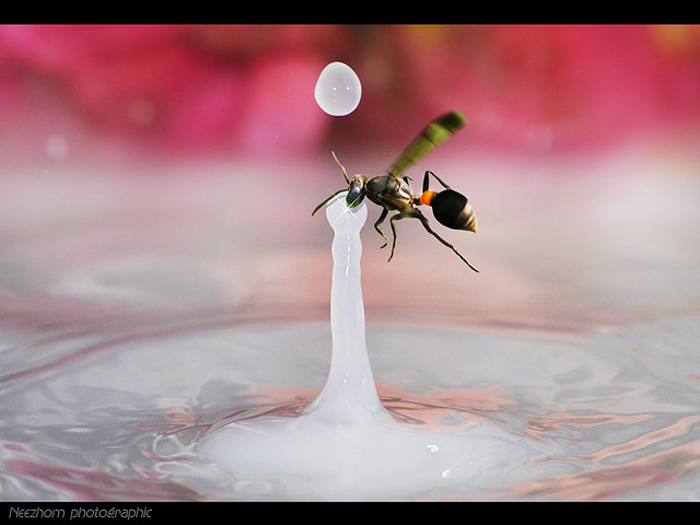 Milk Does Not Do a Body Good Milk