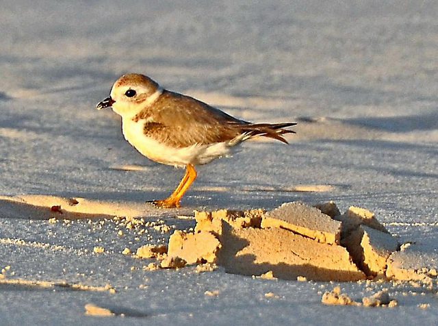 National Audubon Society and the Christmas Bird Count National Audubon Society