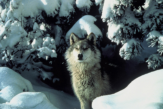 Gray Wolf Endangered Again Gray wolf
