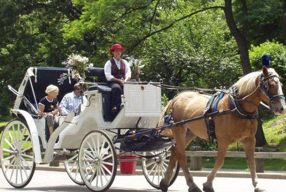 Proposal Introduced to Ban Carriage Horses in New York New York