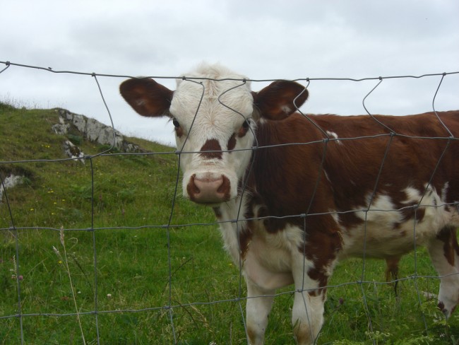 Ireland Brings Back the Beef Ireland