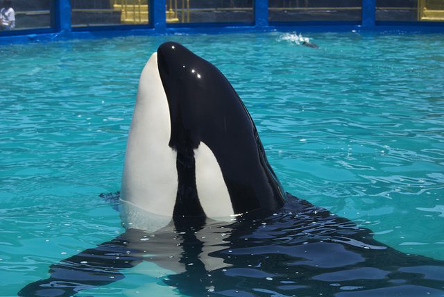 Lolita the Orca Needs Bigger Habitat Lolita