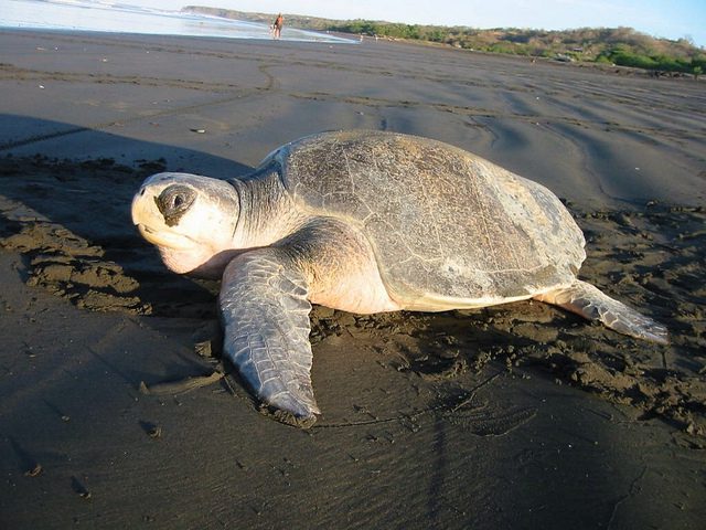 sea turtle