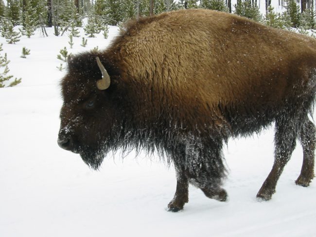 Yellowstone Opening Up For Winter Tourism Yellowstone