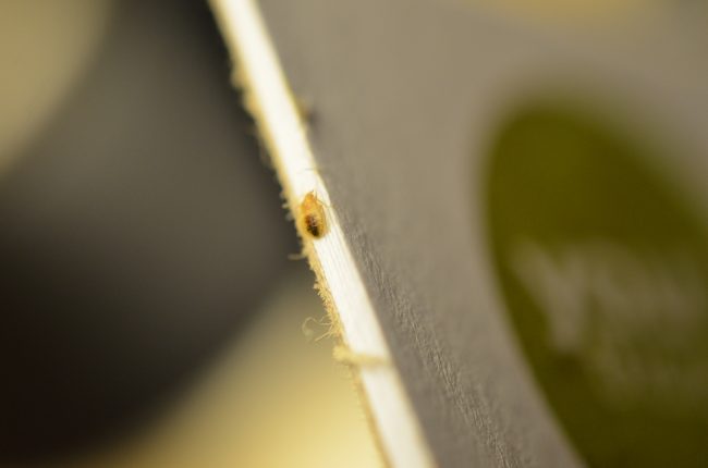 bed bugs