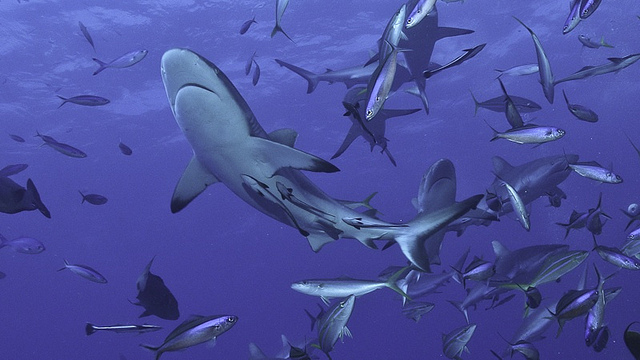 Mayweather-Pacquiao: Feeding Frenzy Calculated by Money Team Mayweather