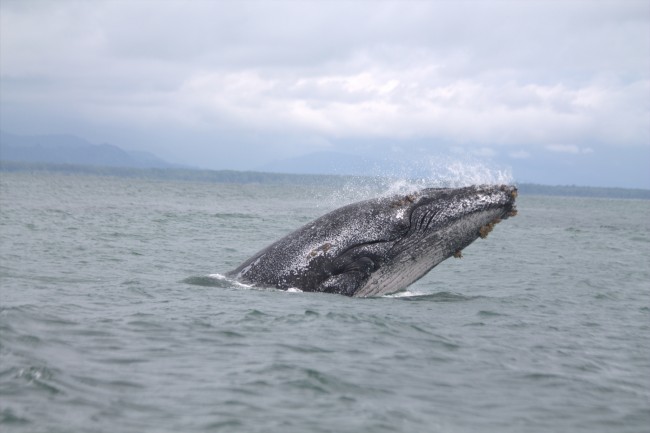 Humpback