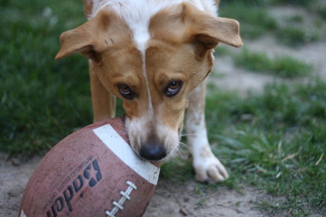 Puppy Bowl Anticipation Building Puppy Bowl
