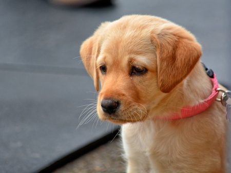 Puppy Bowl Anticipation Building Puppy Bowl