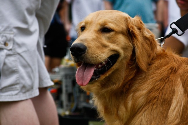 Robot Dog Challenges Ethics Robot