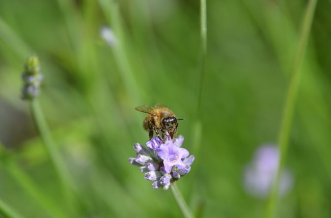 Stress Could be Linked to bee Colony Collapse Stress
