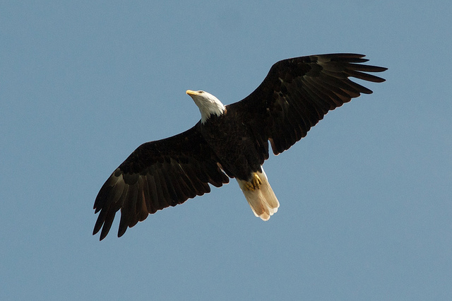 a bald eagle