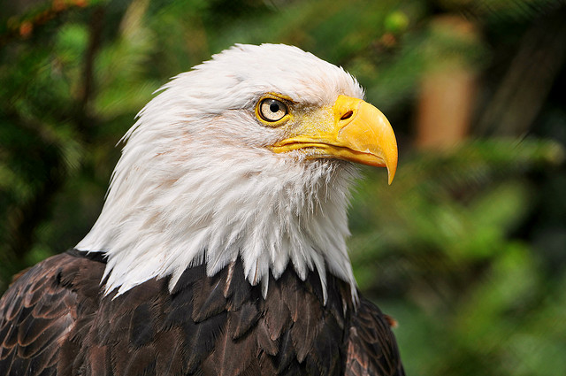 bald eagle