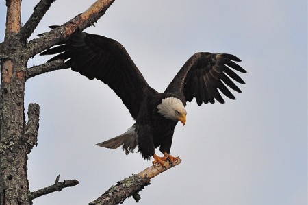 bald eagle