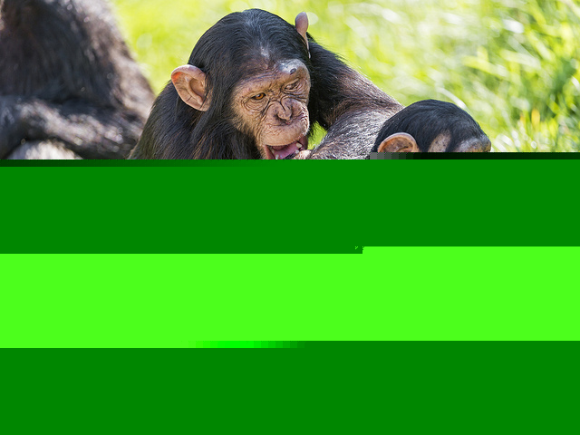 chimpanzees