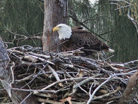 a bald eagle